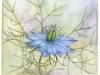Love in a mist I