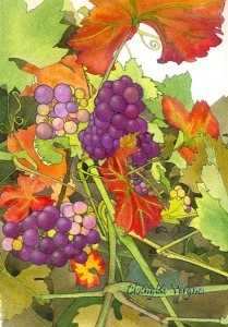Grape Vine study I Acrylic inks on paper, 20x29cm.