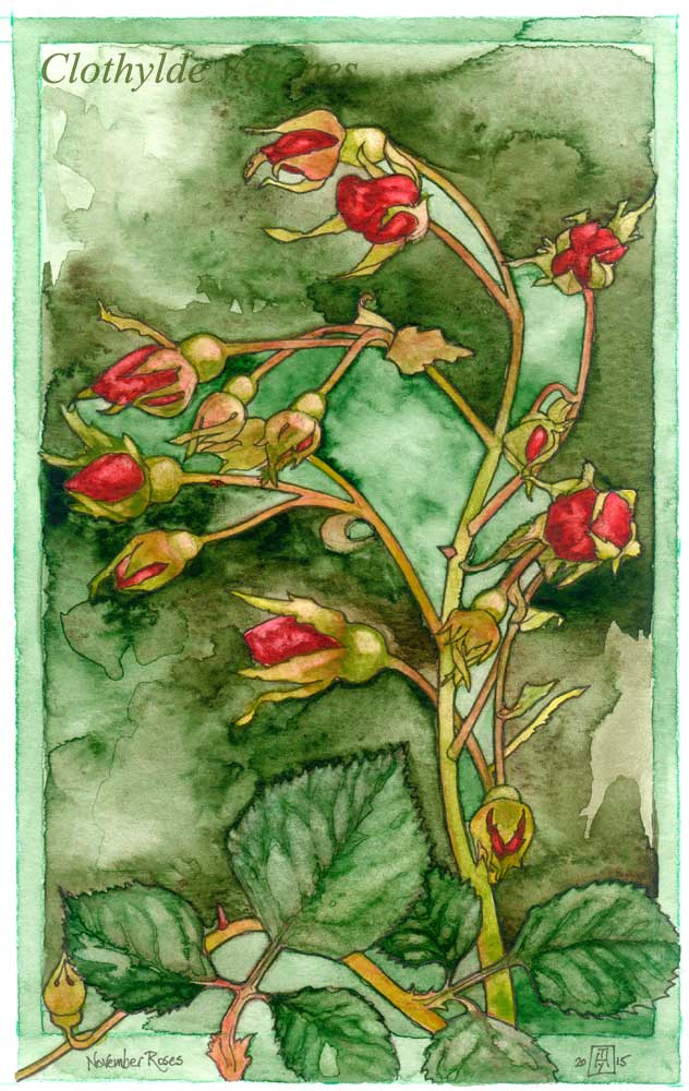 November roses, ink & watercolour, 13x21cm