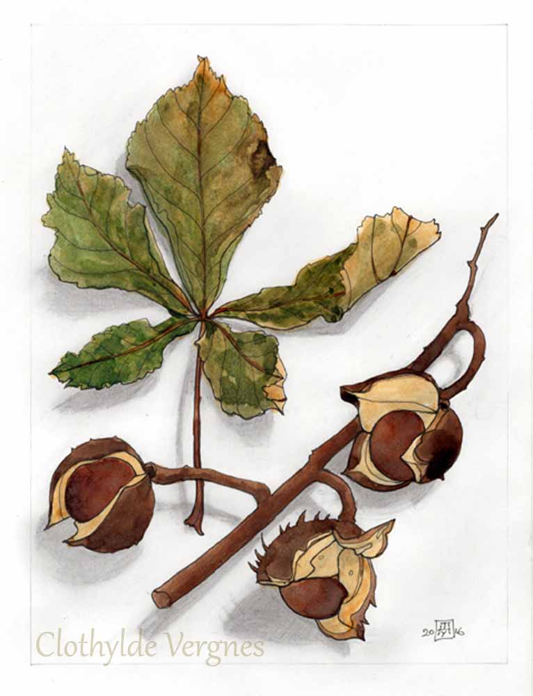 Conkers. Acrylic inks on bristol board. 15x20cm.